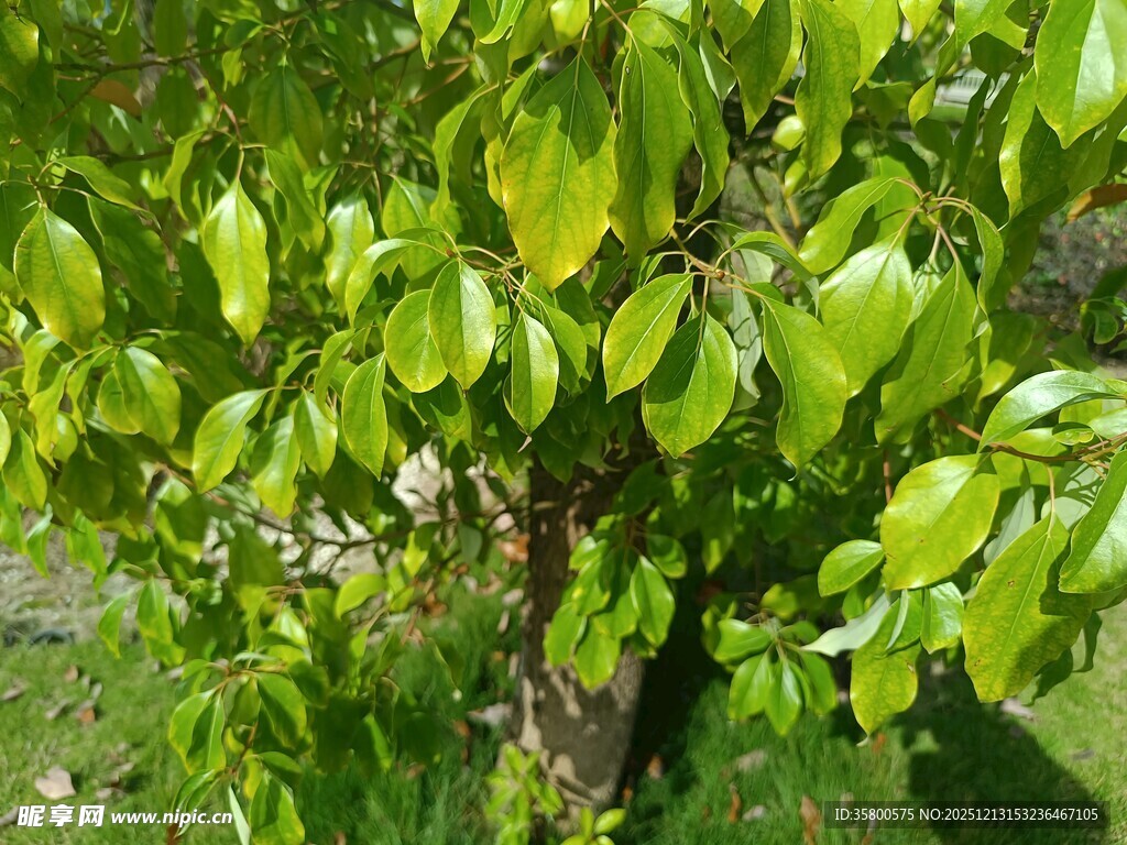 绿叶繁茂的生机小树