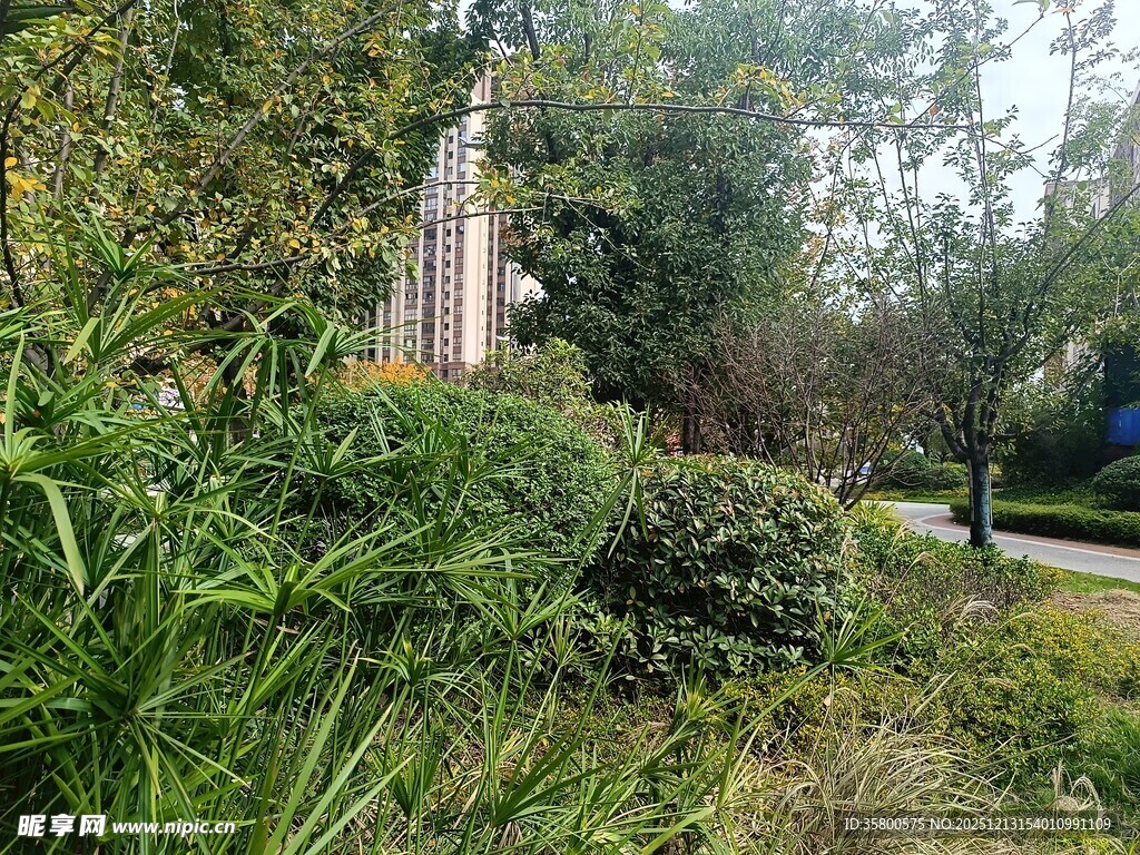 绿意盎然的户外园林景致