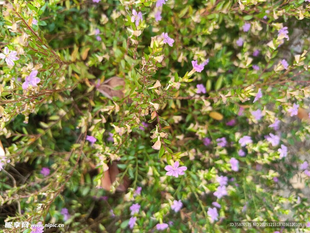 繁茂花丛中的紫色小花