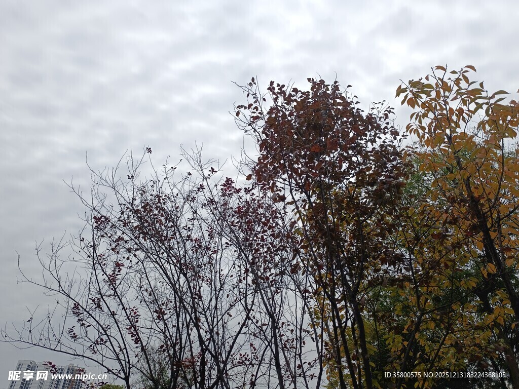 秋日多彩树木景观