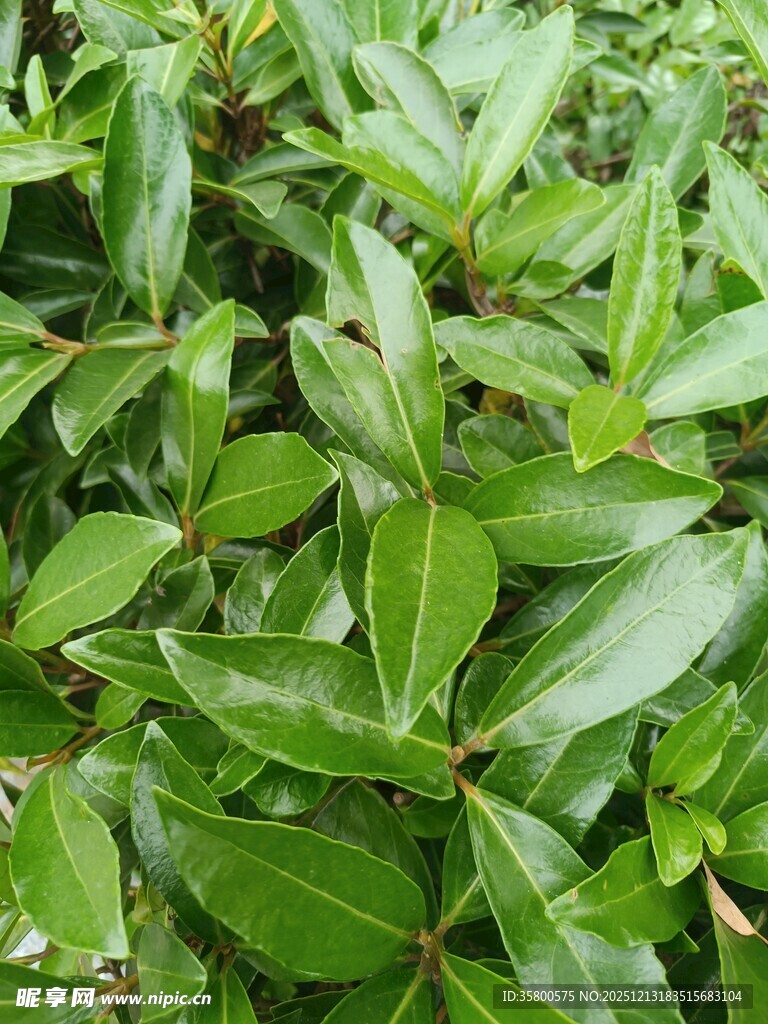 翠绿叶片植物特写