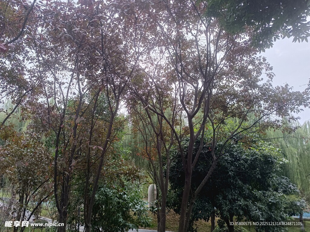 阳光洒落茂密树林景象