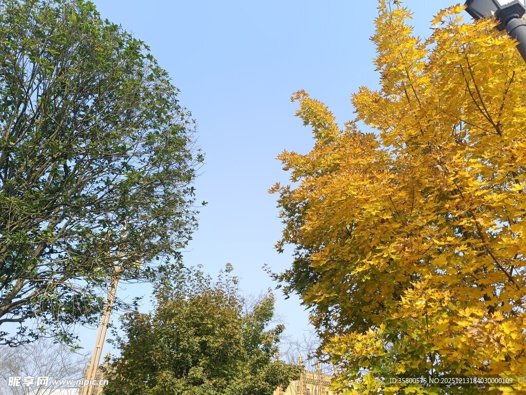 秋日多彩树木景观