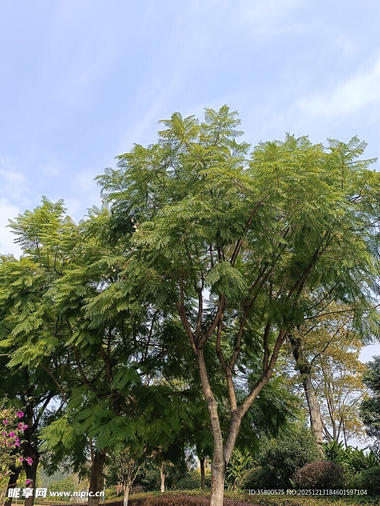 绿树成荫的户外景致