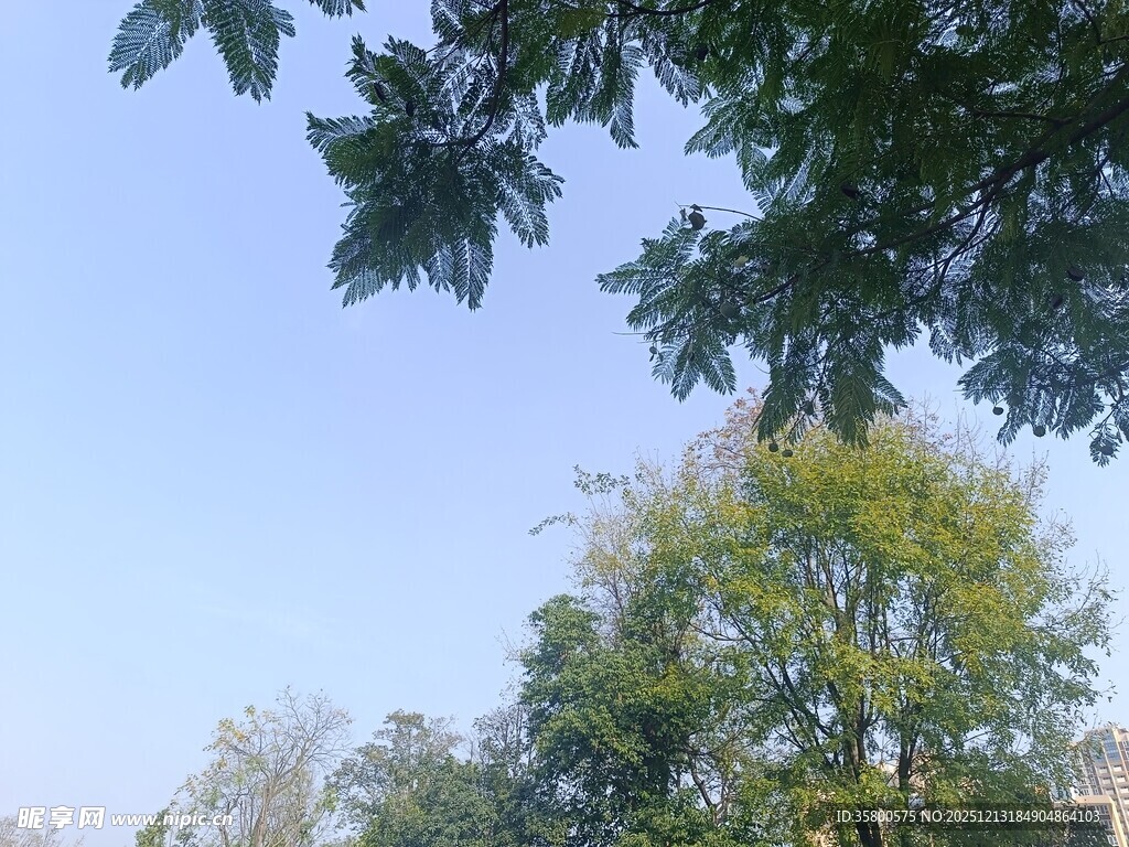 蓝天绿树风景图