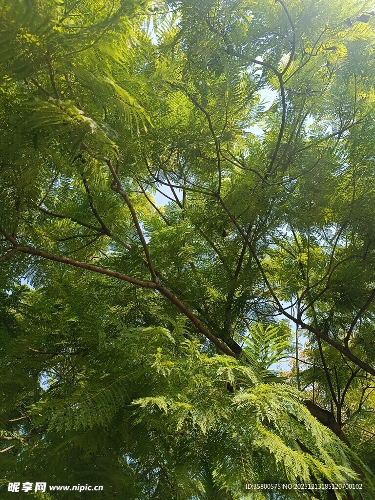 阳光下的翠绿繁茂树叶