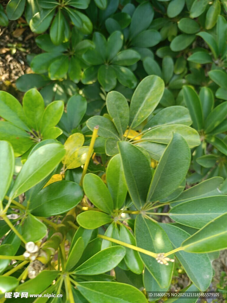 绿叶繁茂的植物景观