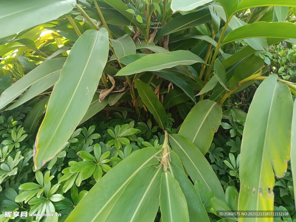 翠绿植物叶片特写