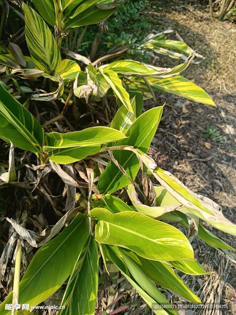 翠绿植物叶片特写
