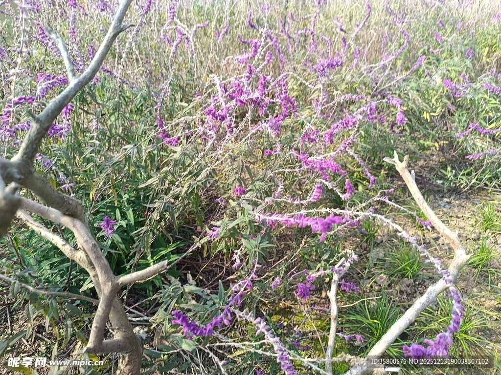 野外紫色花丛与枯枝干