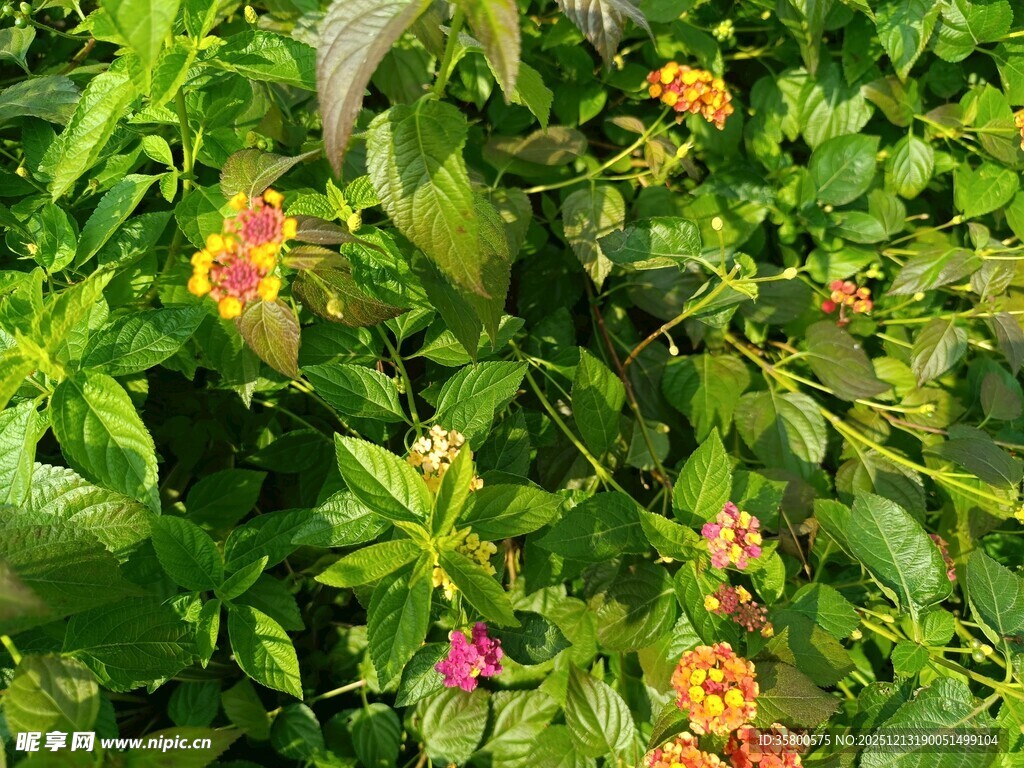 多彩花卉与绿叶交织景观