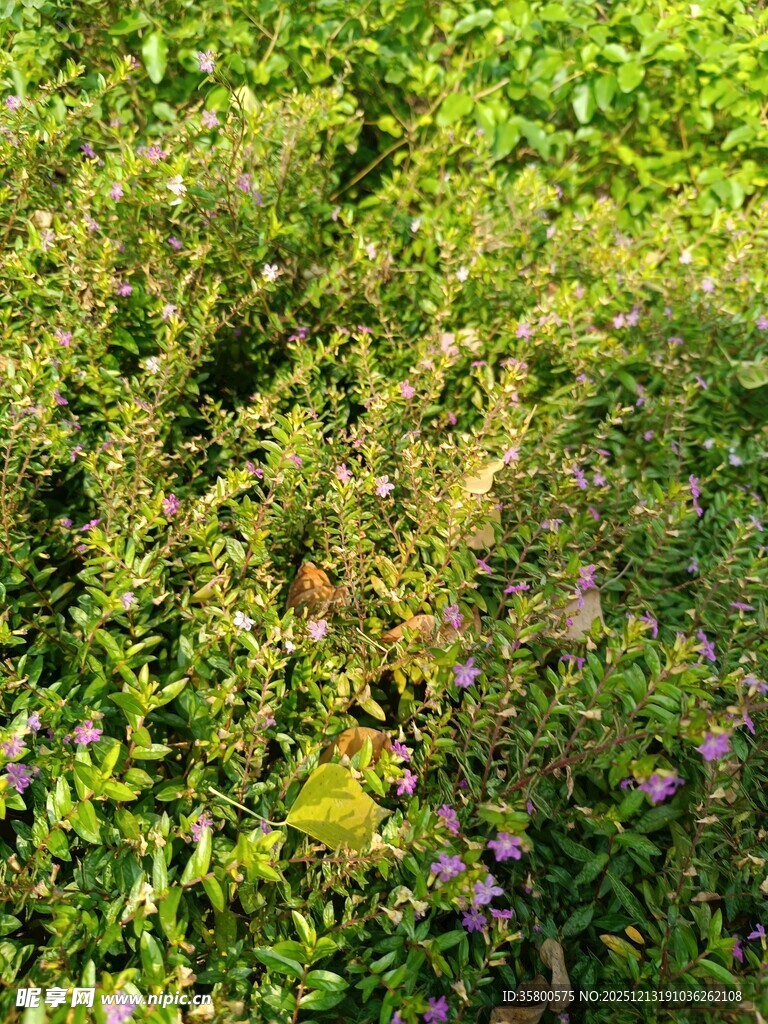 繁茂草地中的紫色小花