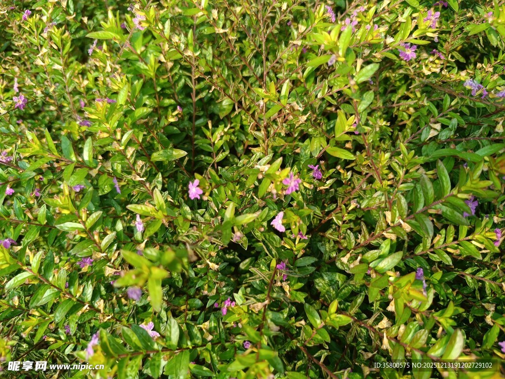 繁茂绿植中的零星小花