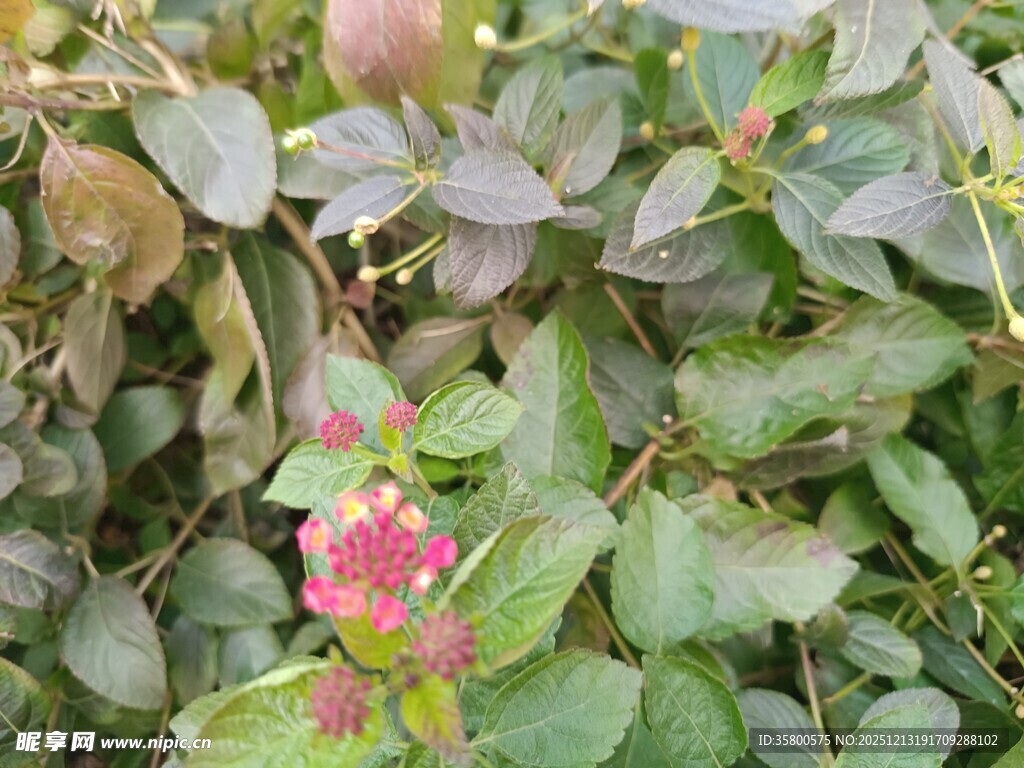 绿叶丛中绽放的艳丽花朵