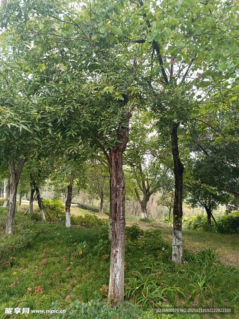 林间绿树成荫的自然景致