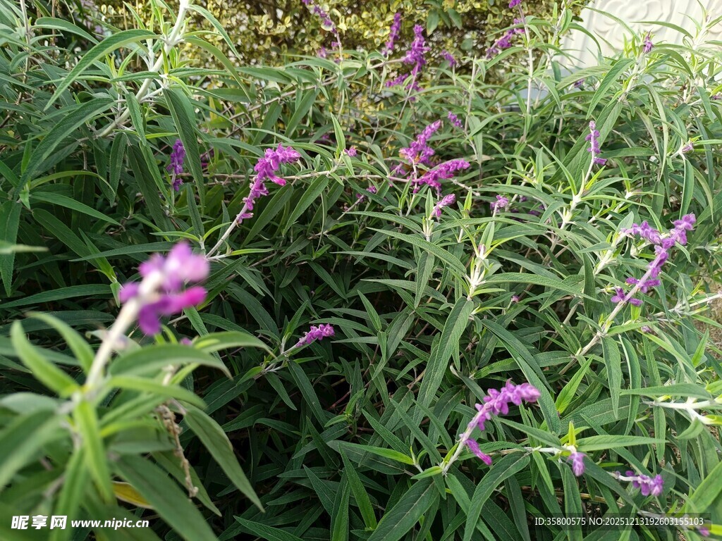 紫色野花绽放于草丛中