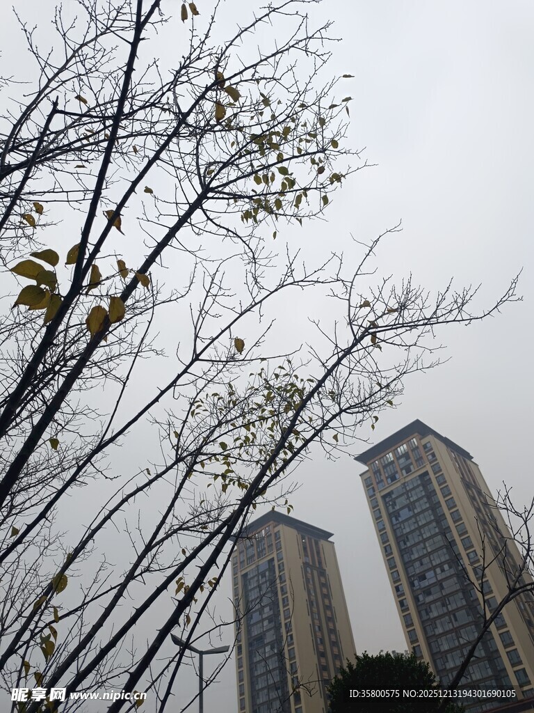 高楼旁的光秃树枝
