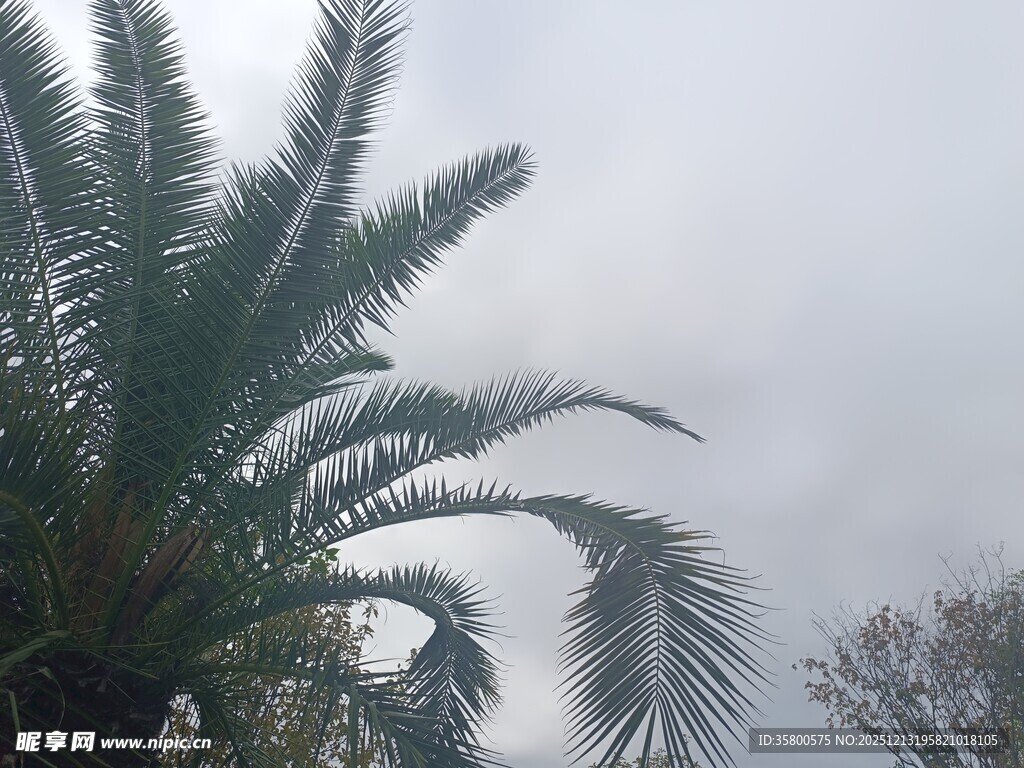 阴天里的棕榈树枝叶