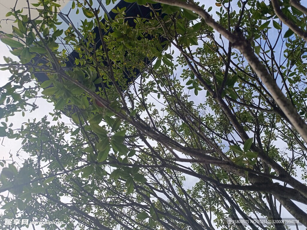 仰视葱郁枝叶与天空