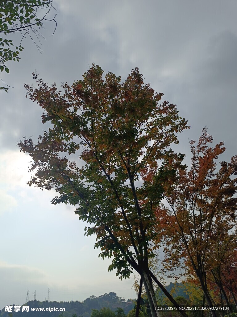 秋日多彩树木风景图