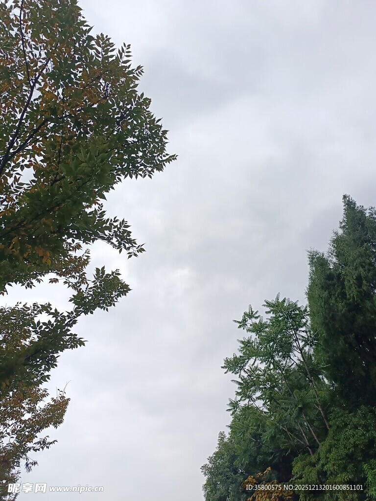 天空下的葱郁树木