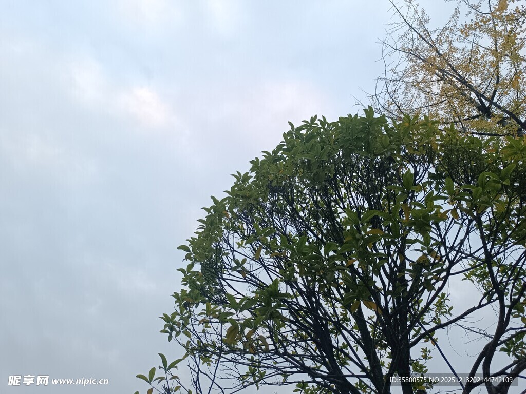 天空下的葱郁树木