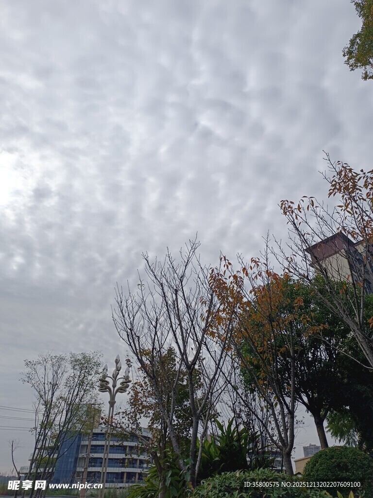 阴天时的树木与建筑景观