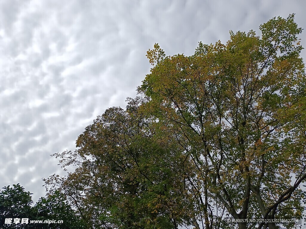 天空下的葱郁树木