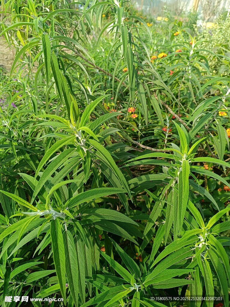 茂盛的绿色植物景观