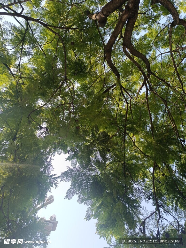 仰视翠绿繁茂的松树枝叶