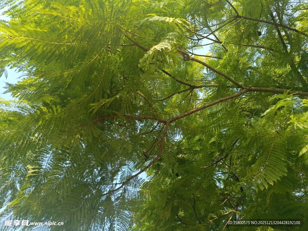 仰视翠绿繁茂的树木枝叶