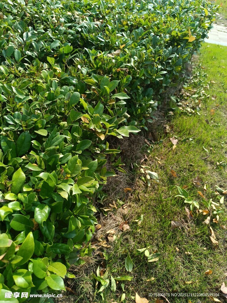 路边绿植与裸露泥土景象