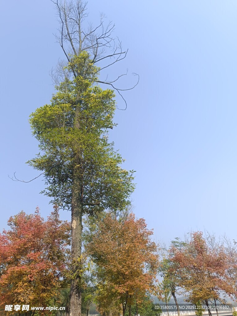 秋日多彩树木景致