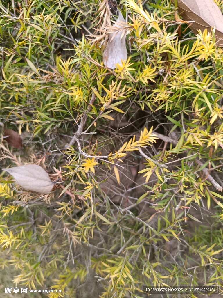 草地上的白色物体