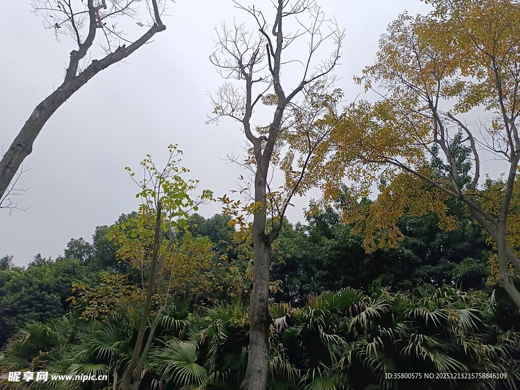 山林间的枯树与繁茂植被