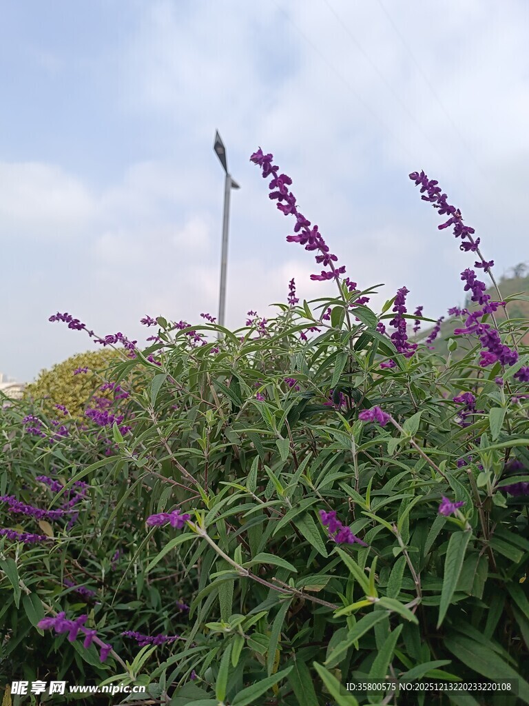 紫色花卉绽放于绿植间