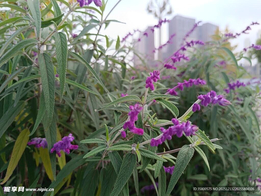紫色花卉绽放于绿叶间