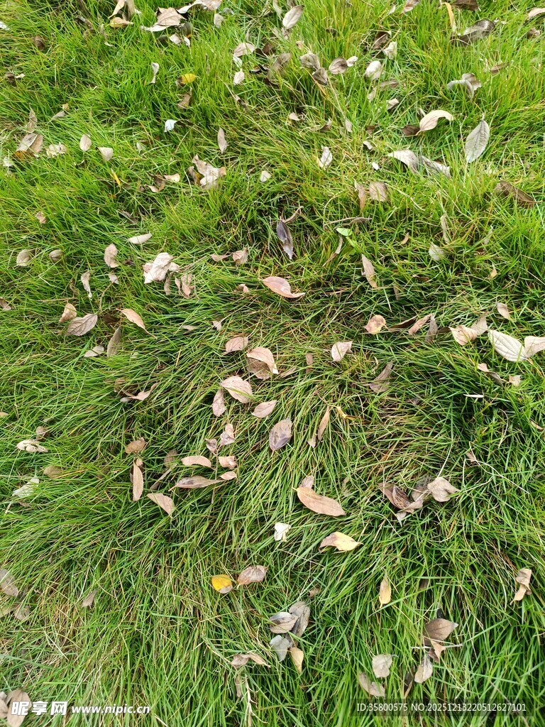 草地上散落的枯叶