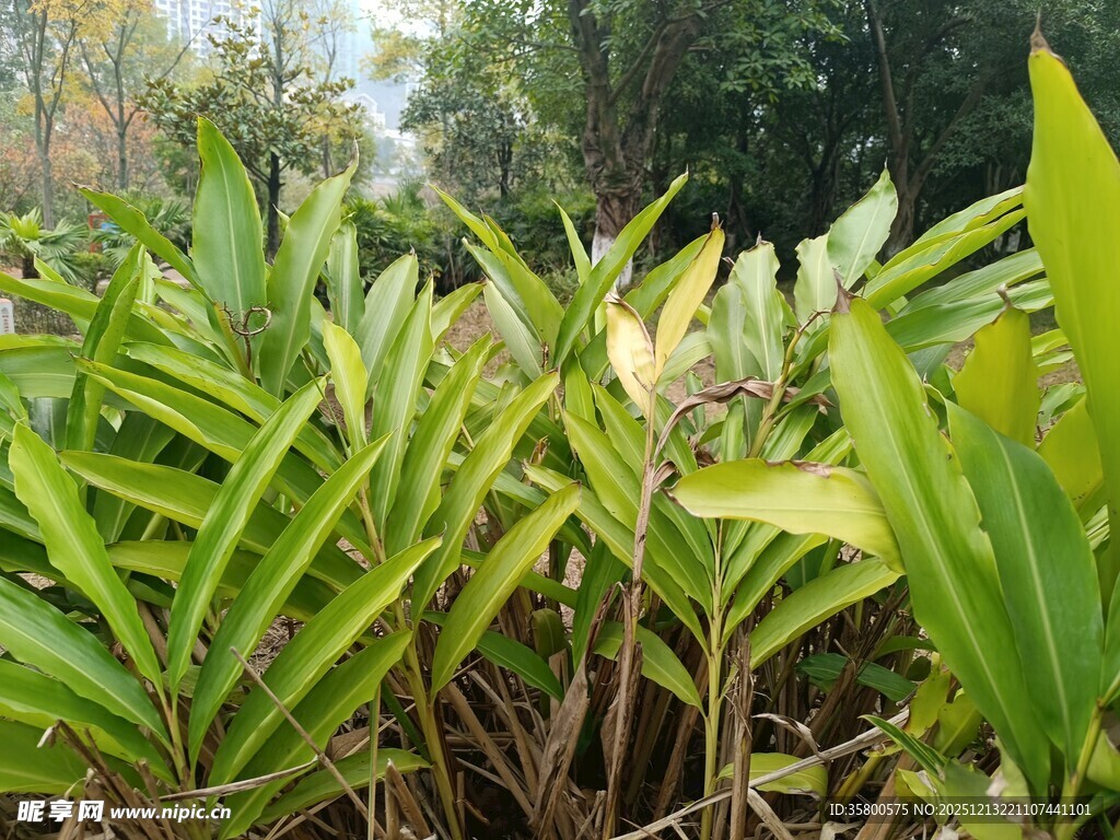 翠绿繁茂的热带植物景观