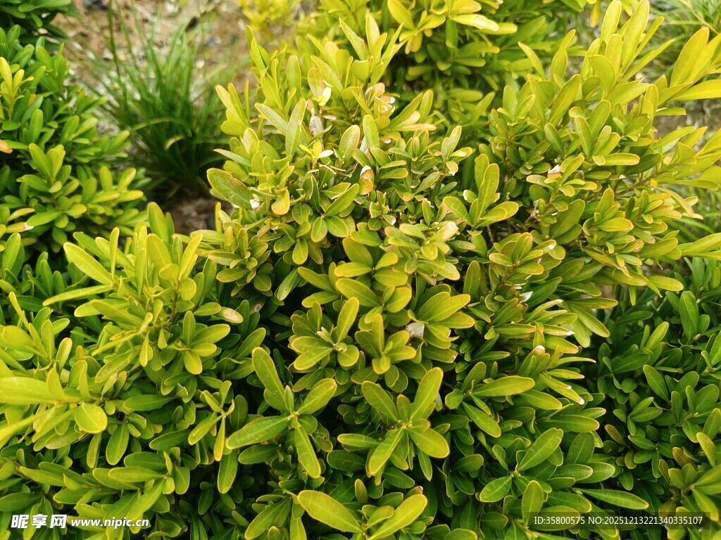 翠绿繁茂的灌木植物