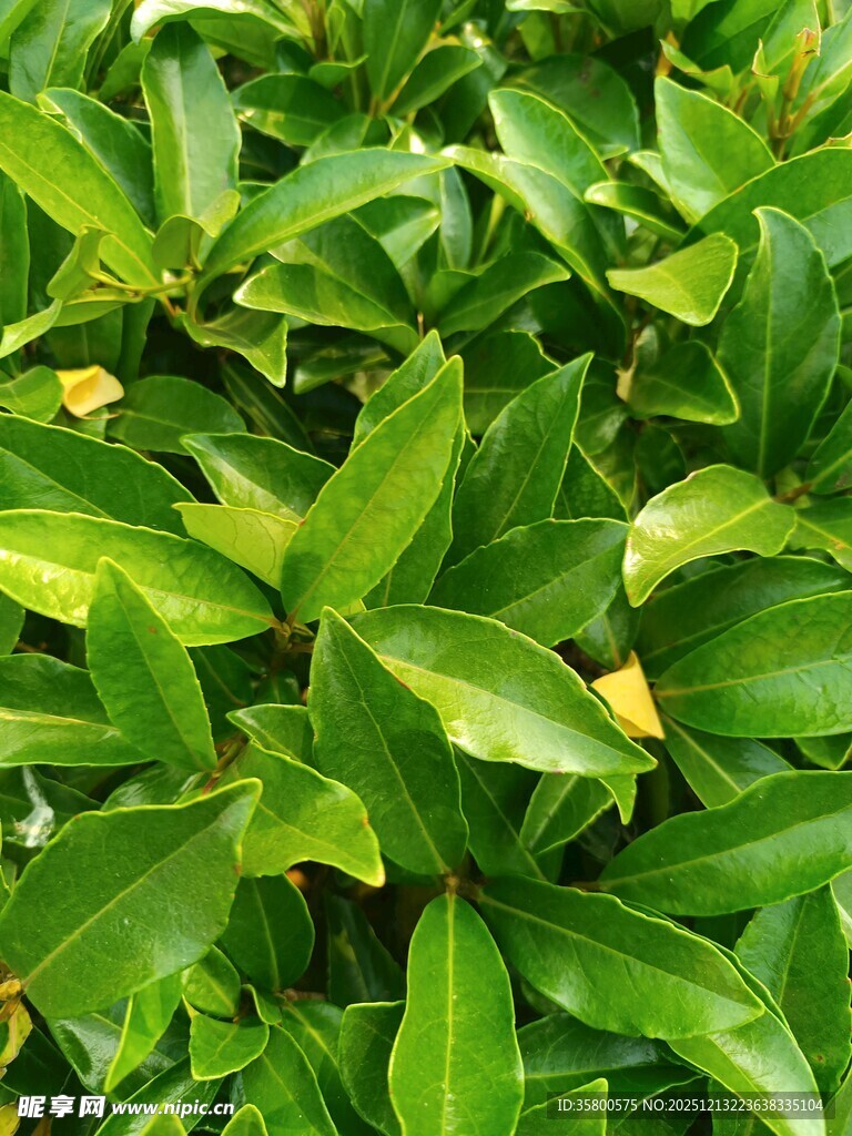 翠绿叶片植物特写