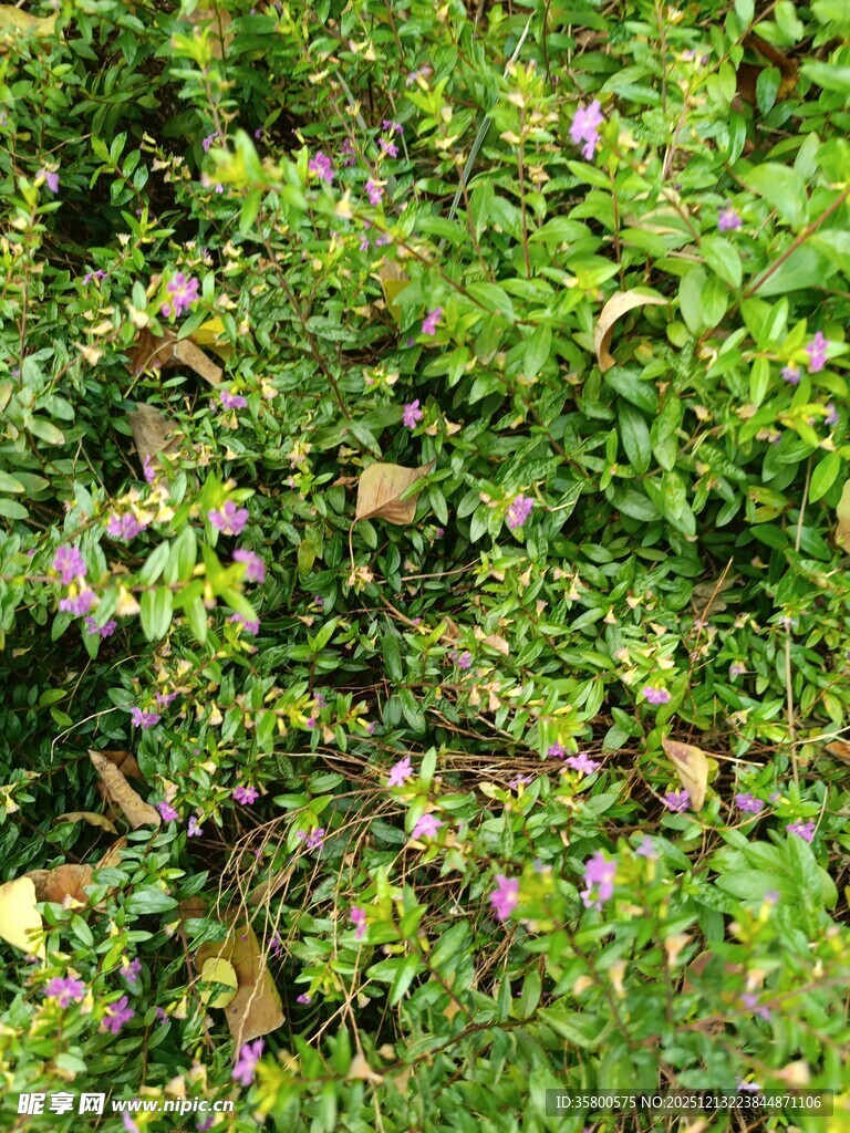 繁茂绿植中的紫色小花