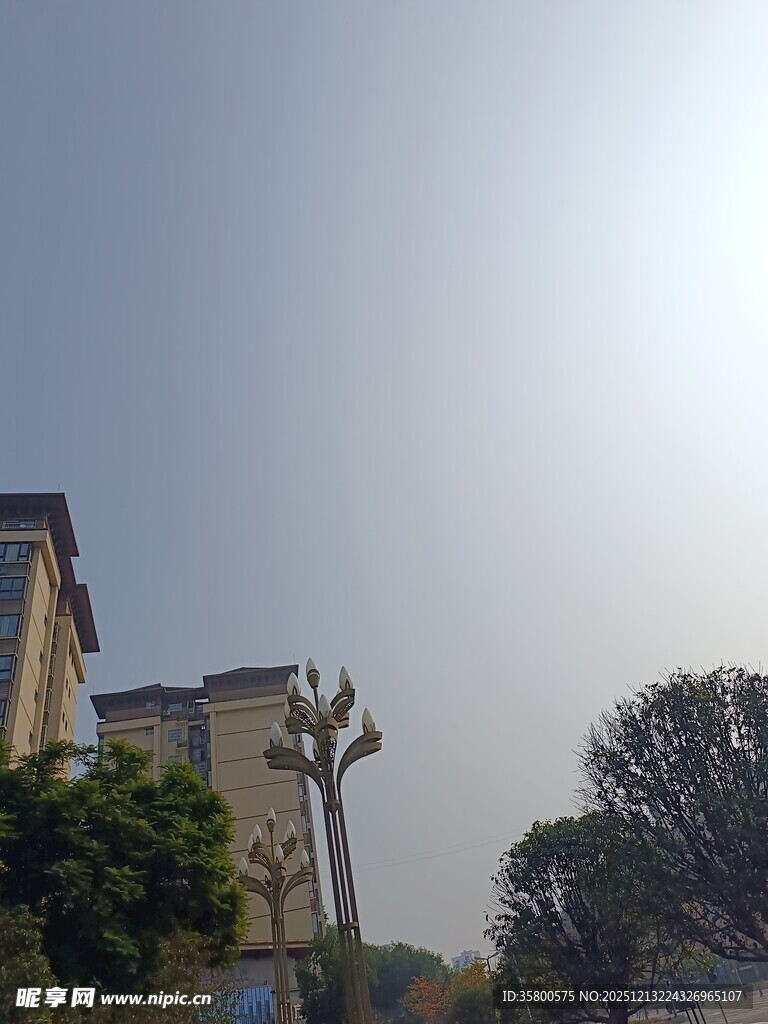 阳光下的城市建筑与树木