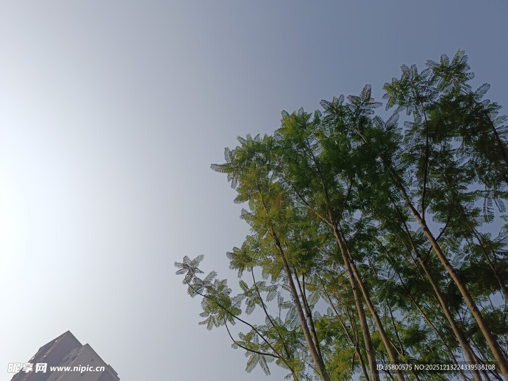 阳光下的竹林与远山