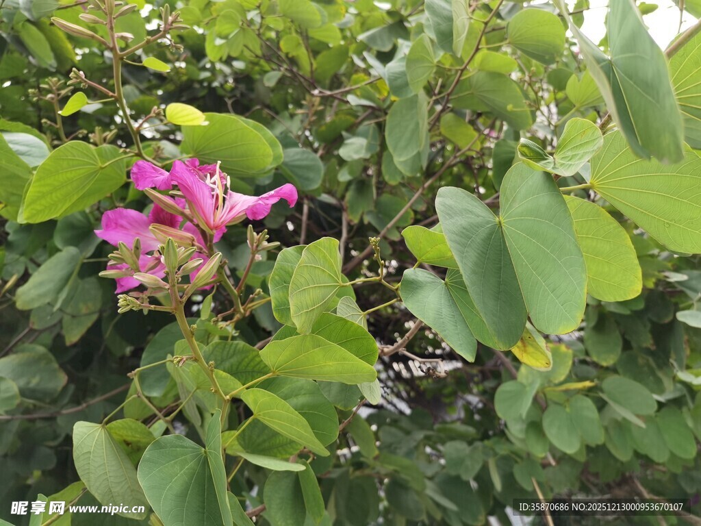 绿叶丛中绽放的娇艳花朵
