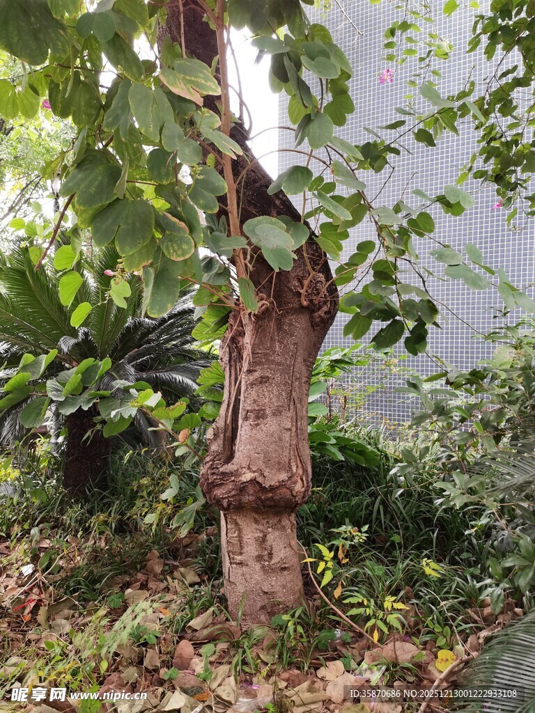 奇特造型的树干与绿植