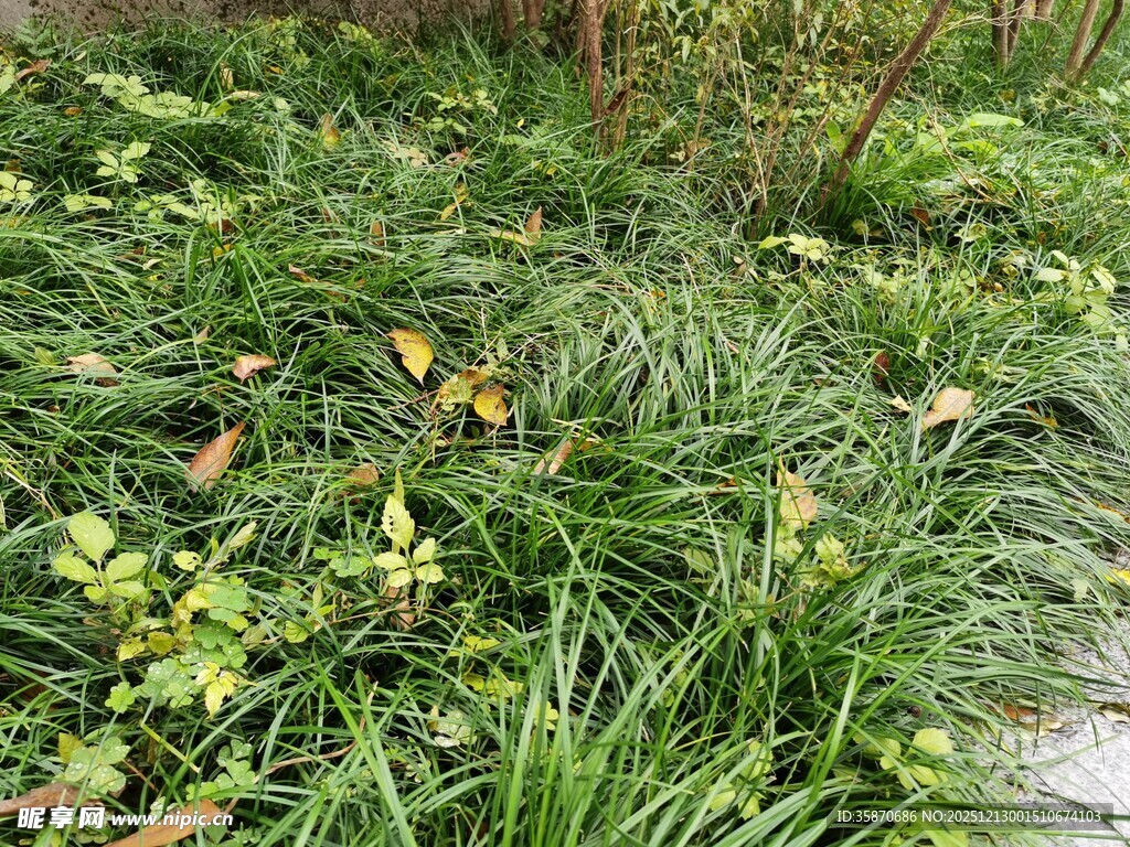 绿意盎然的草地植物景观