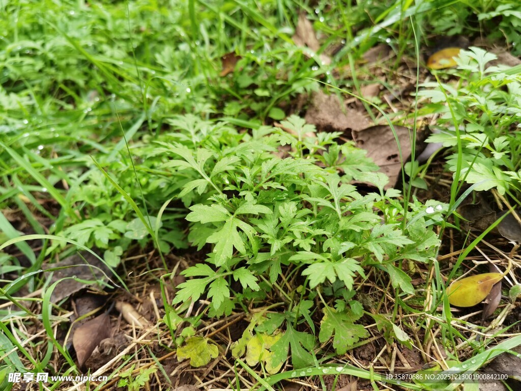地面生长的嫩绿植物