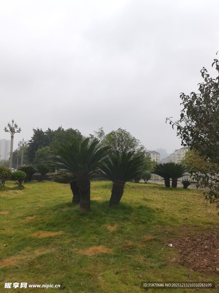 户外草坪旁的树木景观