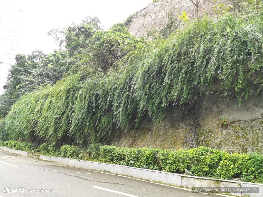 路边葱郁绿植覆盖的护坡